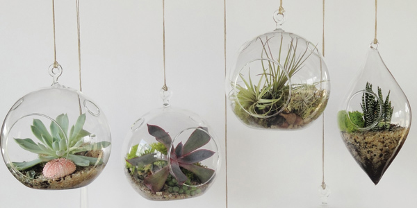 Terrariums: the plant solution for everyone