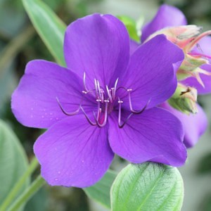 Tibouchina