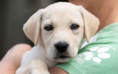 Animal Adoptions on the Rise