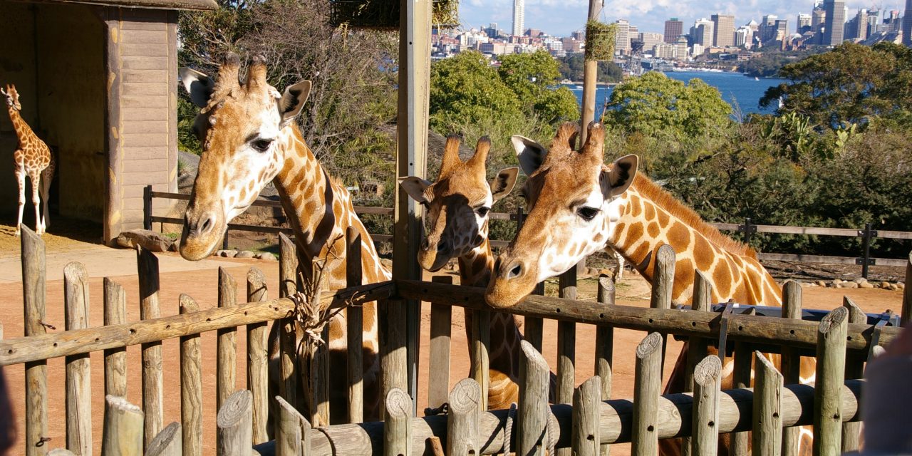 Animal Antics at Taronga Zoo