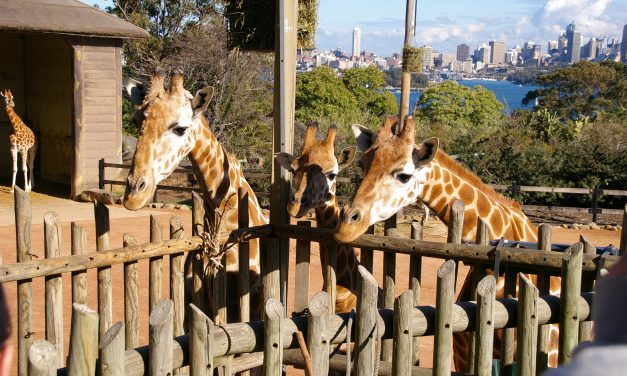 Animal Antics at Taronga Zoo