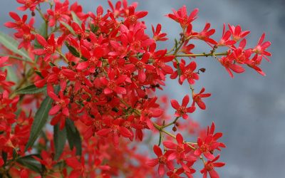 Dwarf NSW Christmas Bush