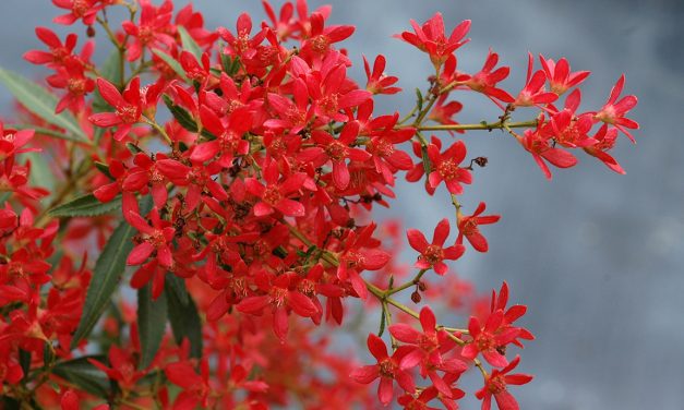 Dwarf NSW Christmas Bush