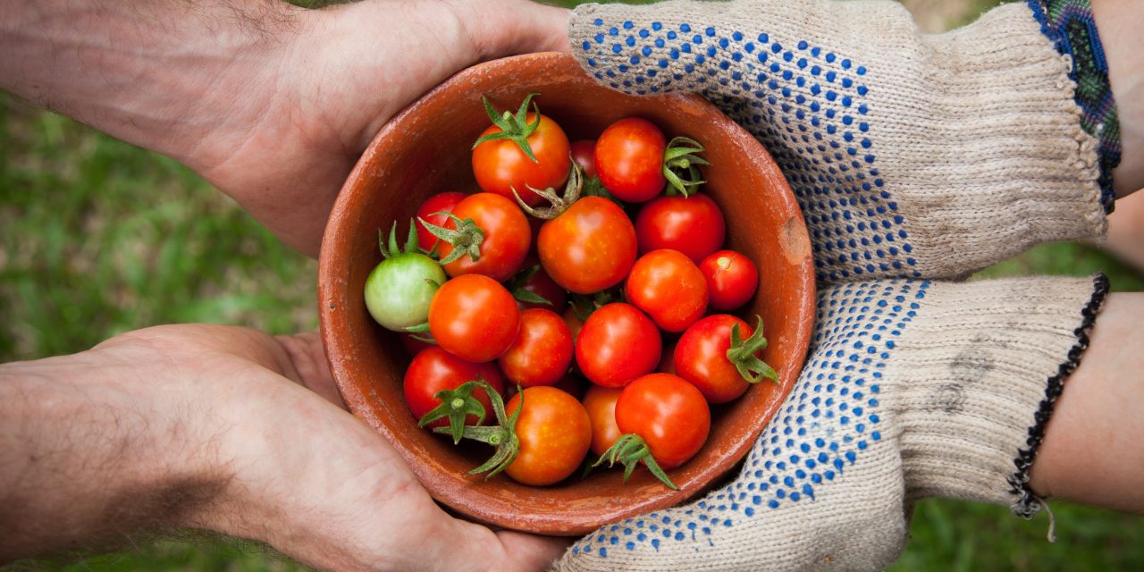 Veggie Gardens for Beginners