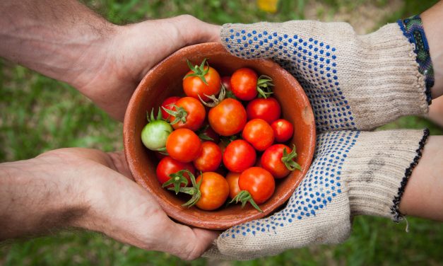 Veggie Gardens for Beginners