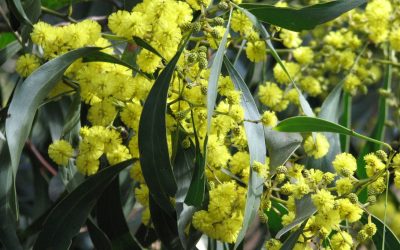 Wonderful Wattles