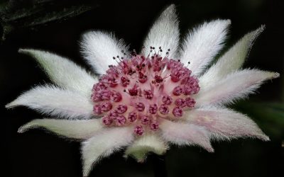 Fabulous Flannel Flowers