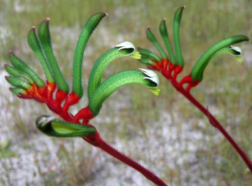 A Anigozanthos manglesii flower