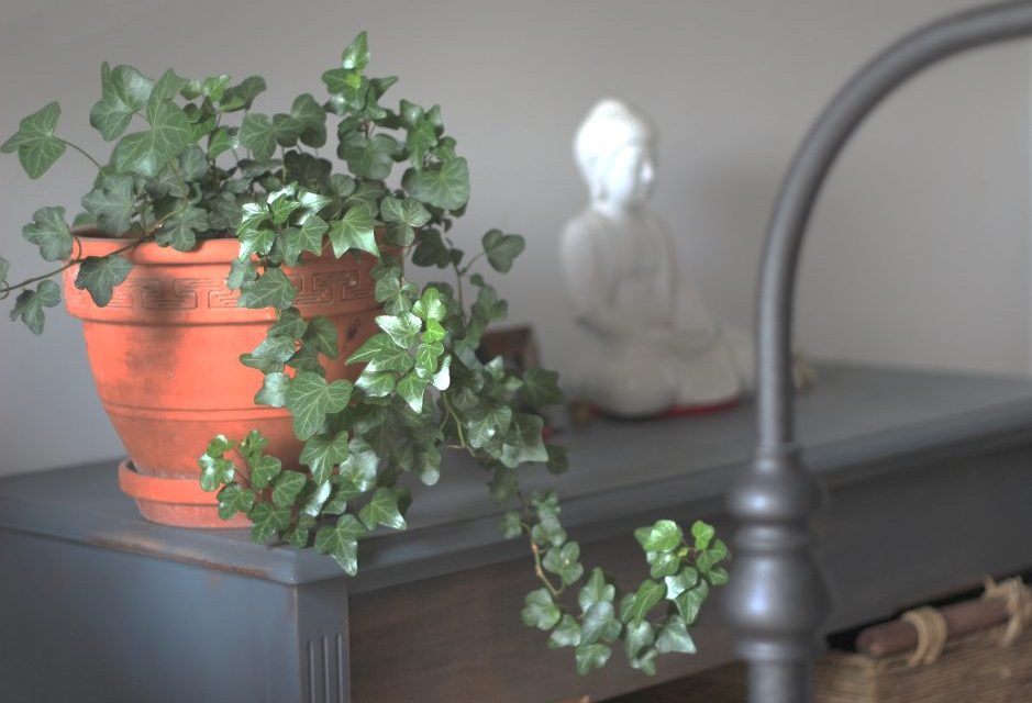 The Best Indoor House Plants