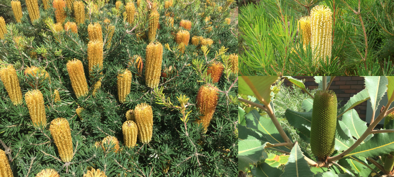 BANKSIA BEAUTIES