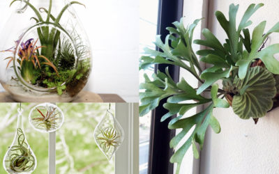 All you need to know about Indoor Air Plants