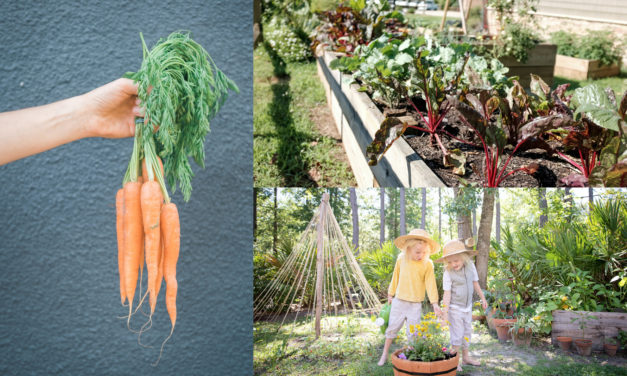 How to Create your own Herb and Veggie Garden