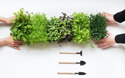 5 APPS TO KEEP YOUR PLANTS HEALTHY
